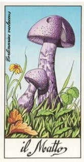 22 ARCANI I FUNGHI PIU BELLI (ITALIANO)